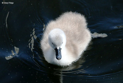 1762-mute-swan.jpg