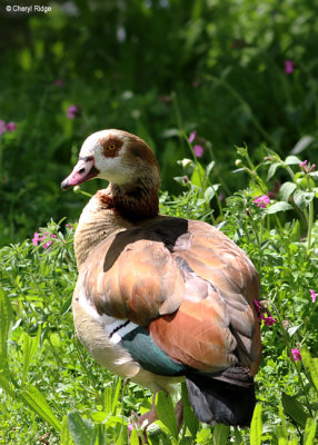 1776-egyptian-goose.jpg
