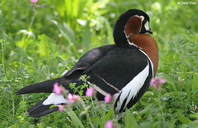 1781-red-breasted-goose.jpg