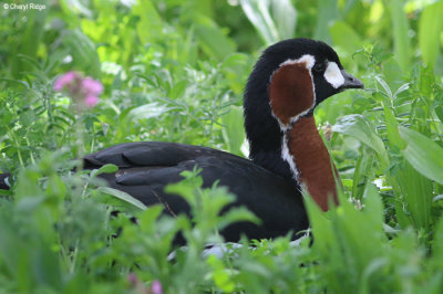1784-red-breasted-goose.jpg
