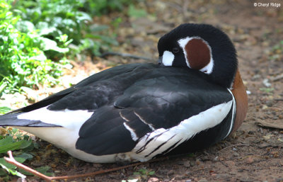 1785-red-breasted-goose.jpg