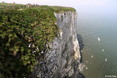 1340-bempton-cliffs.jpg