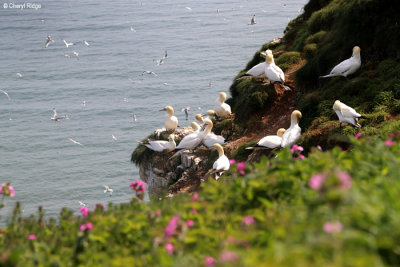 1349-gannets.jpg