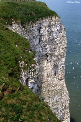 1366-bempton-cliffs.jpg