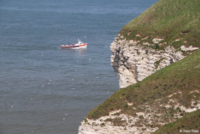 1380-bempton-cliffs.jpg