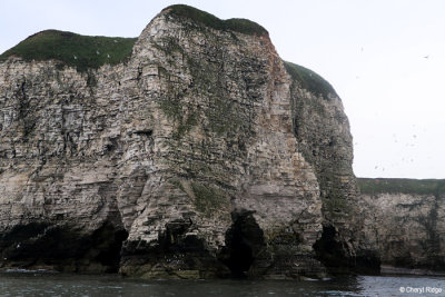 1391-bempton-cliffs.jpg