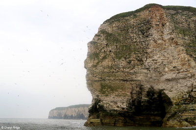 1419b-bempton-cliffs.jpg