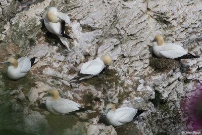 1850-gannets.jpg