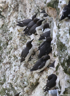 1861-guillemots.jpg