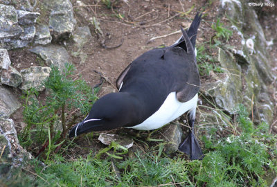 1875-razorbill.jpg
