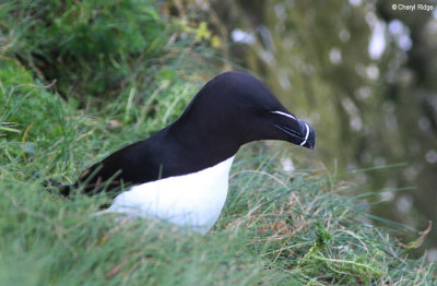 1878-razorbill.jpg