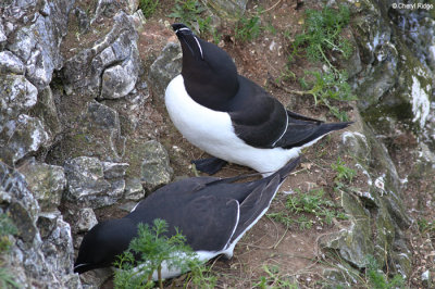 1888-razorbill.jpg