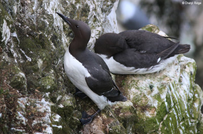 1895-guillemots.jpg