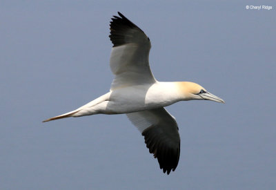 1903-gannet.jpg