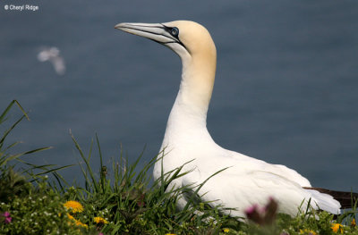 1905-gannet.jpg