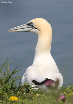 1906-gannet.jpg