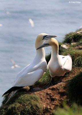 1912-gannets.jpg