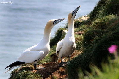 1914-gannets.jpg