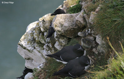 1923-razorbill.jpg