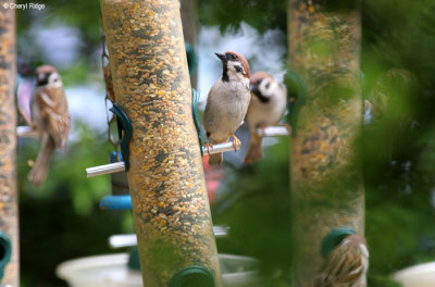 1942-sparrows.jpg