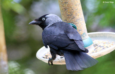 1955-jackdaw.jpg