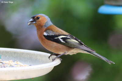 1958-chaffinch.jpg