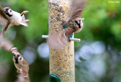 1962-sparrows.jpg