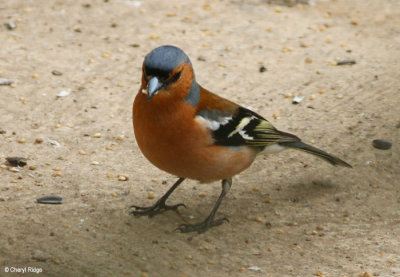 1963-chaffinch.jpg
