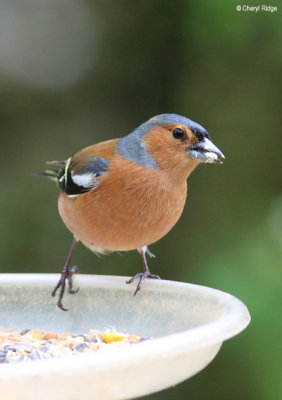 1979-chaffinch.jpg