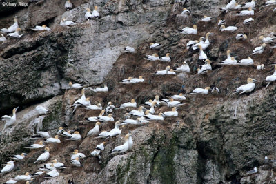 2055-gannets.jpg