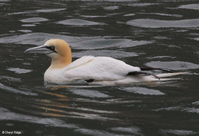 2066-gannet.jpg