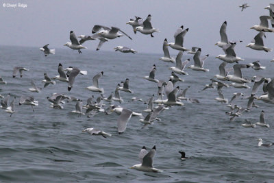 2089-gulls.jpg