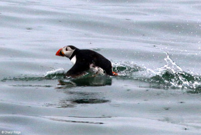 2097-puffin.jpg