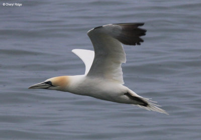 2102-gannet.jpg
