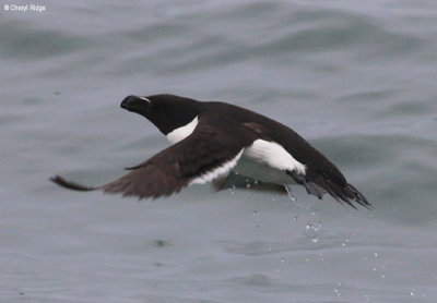 2111-razorbill.jpg