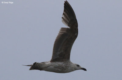 2145-gull.jpg