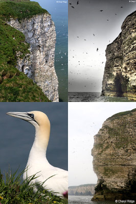 bempton-cliffs-yorkshire.jpg