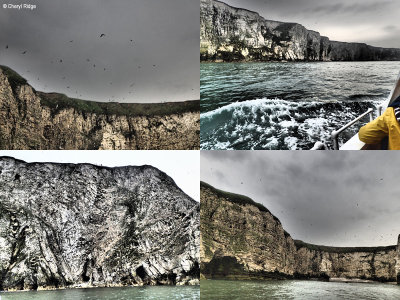 bempton-cliffs-yorkshire3.jpg