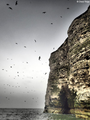 P5120666-bempton-cliffs.jpg