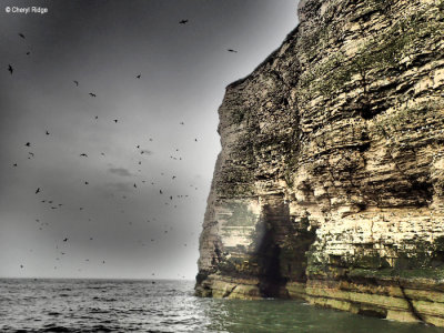 P5120669-bempton-cliffs.jpg