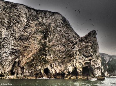 P5120695-bempton-cliffs.jpg