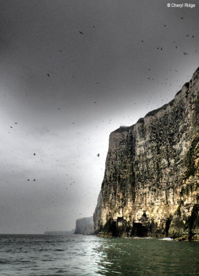 P5120706b-bempton-cliffs.jpg