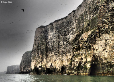 P5120711b-bempton-cliffs.jpg