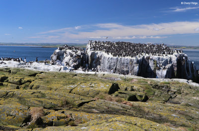 Farne Islands