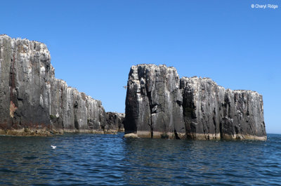1927-farne-islands.jpg