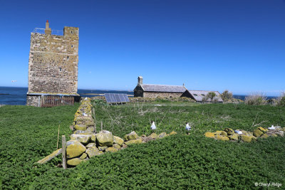 1989-inner-farne-island.jpg