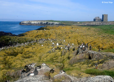 P5140956-staple-island.jpg