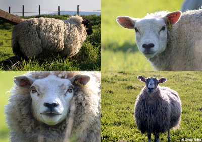 holy-island-sheep.jpg