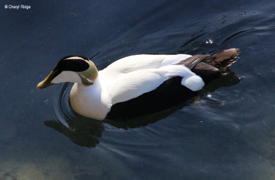 Eider Duck