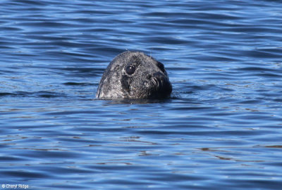 2249-grey-seal.jpg